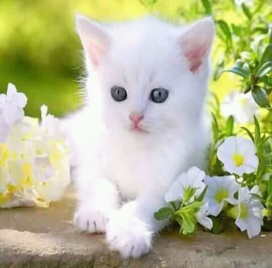 animal cat