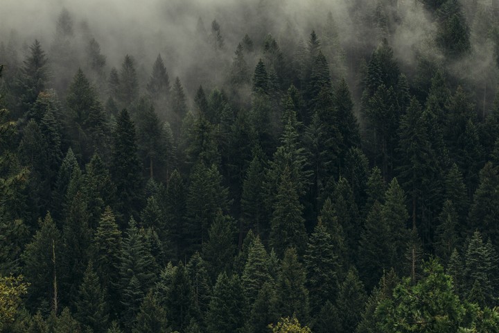 pogy Forest