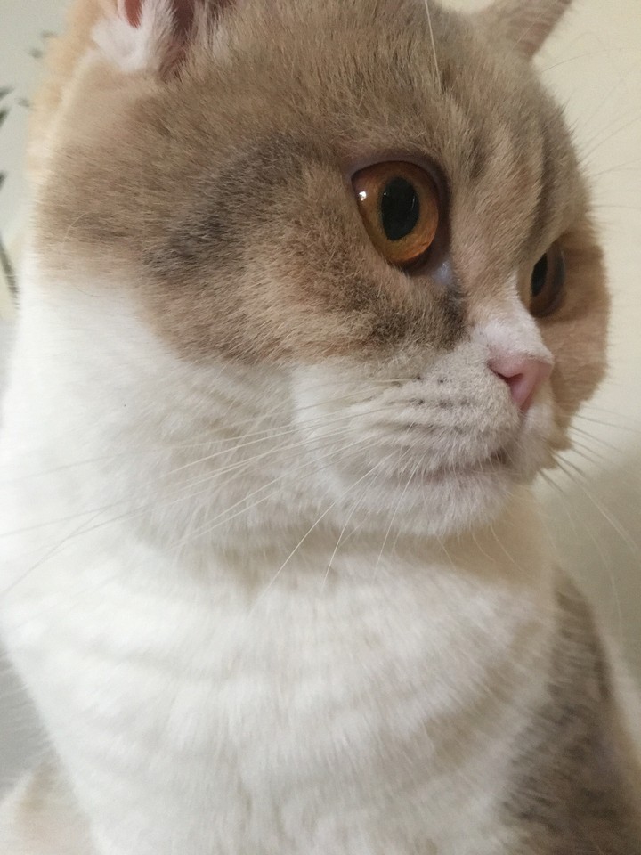 Katze