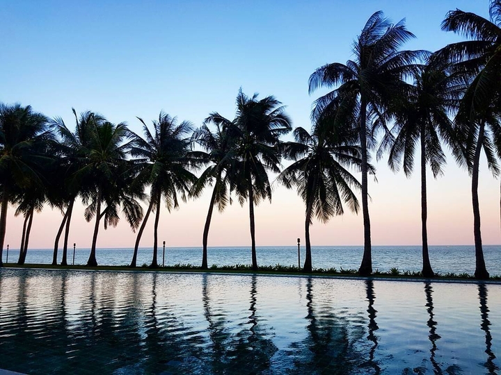 Coconut Trees