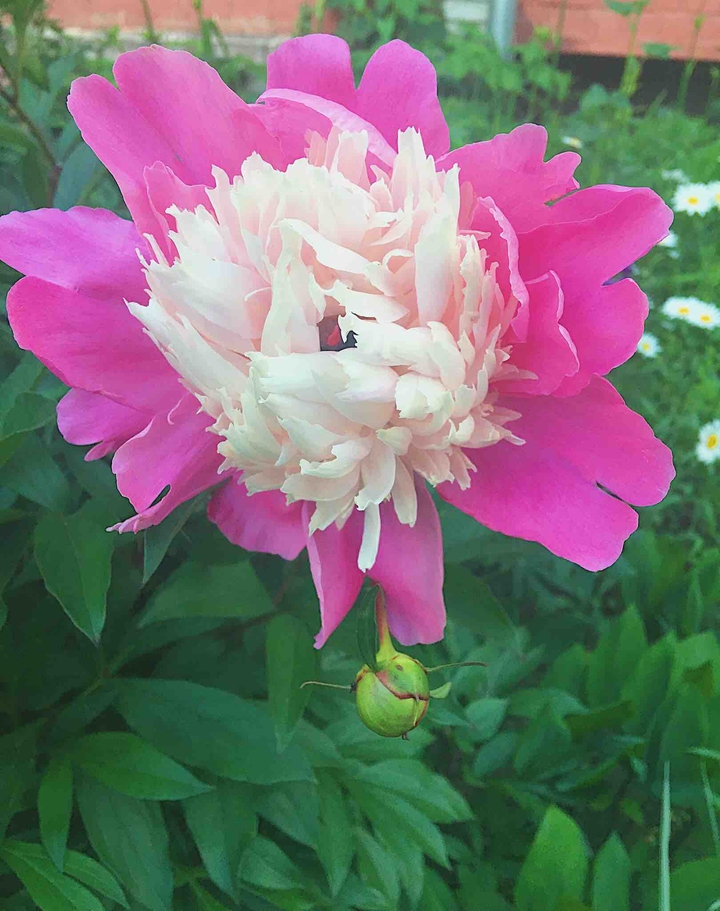 flower