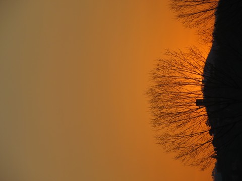 sunrise, twig duvar kağıtları