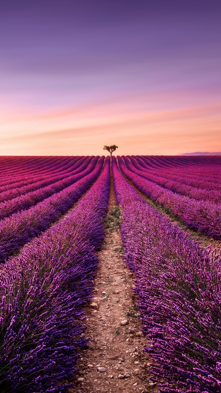 Lavender field