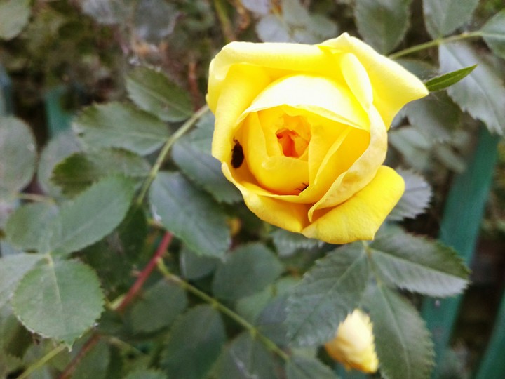 rose flower