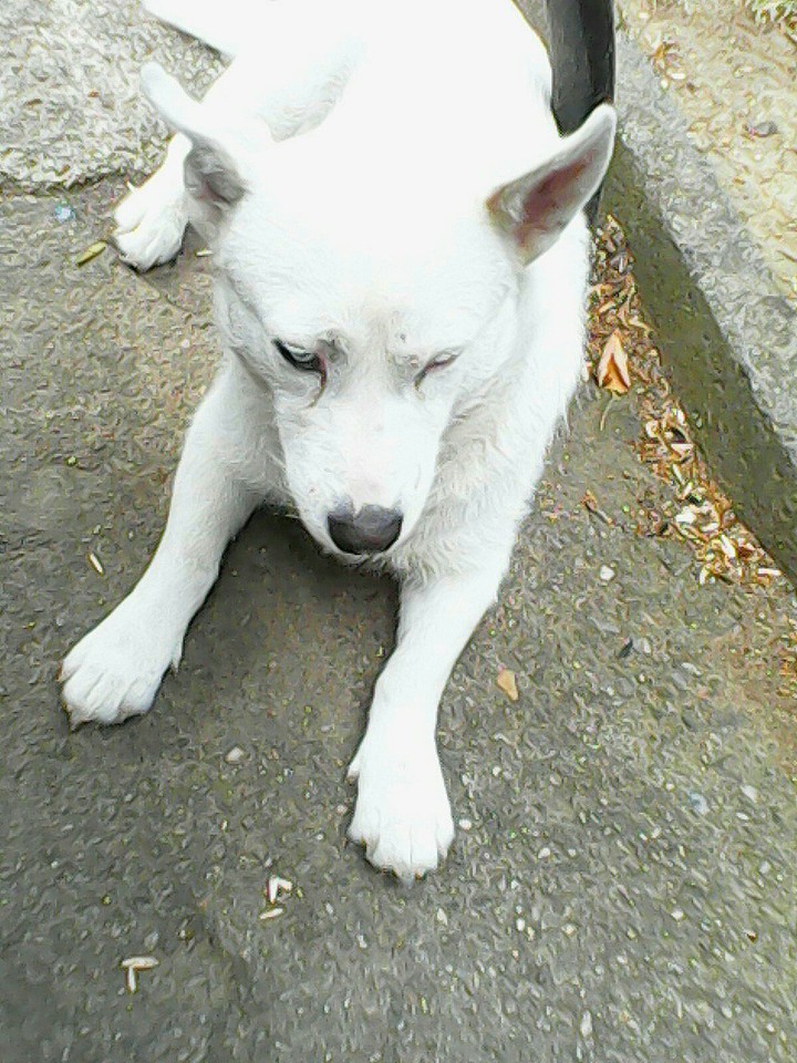 dog