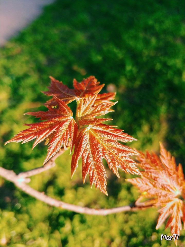 plants