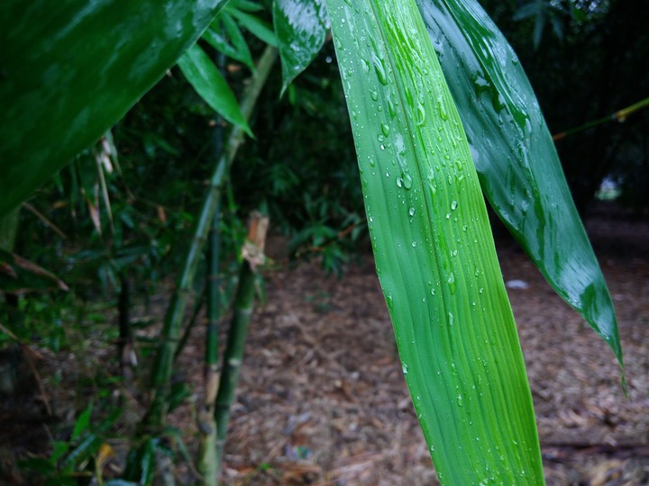 Bamboo forest