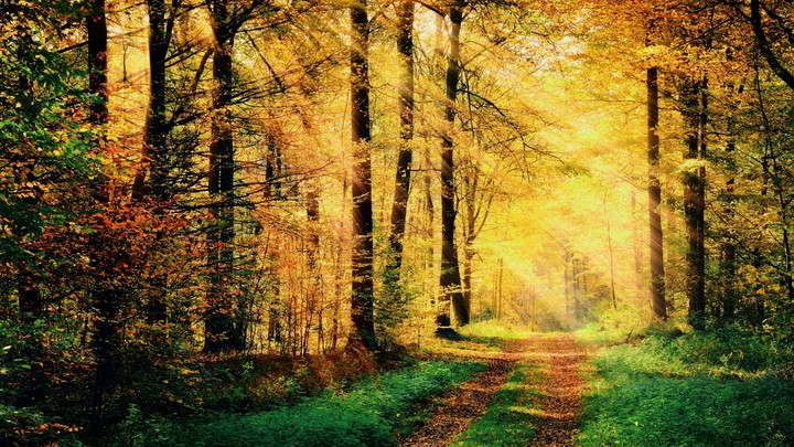 Sunbeams