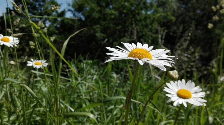 Flower Power