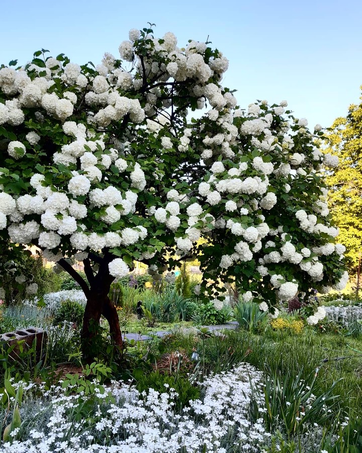 wonderful tree
