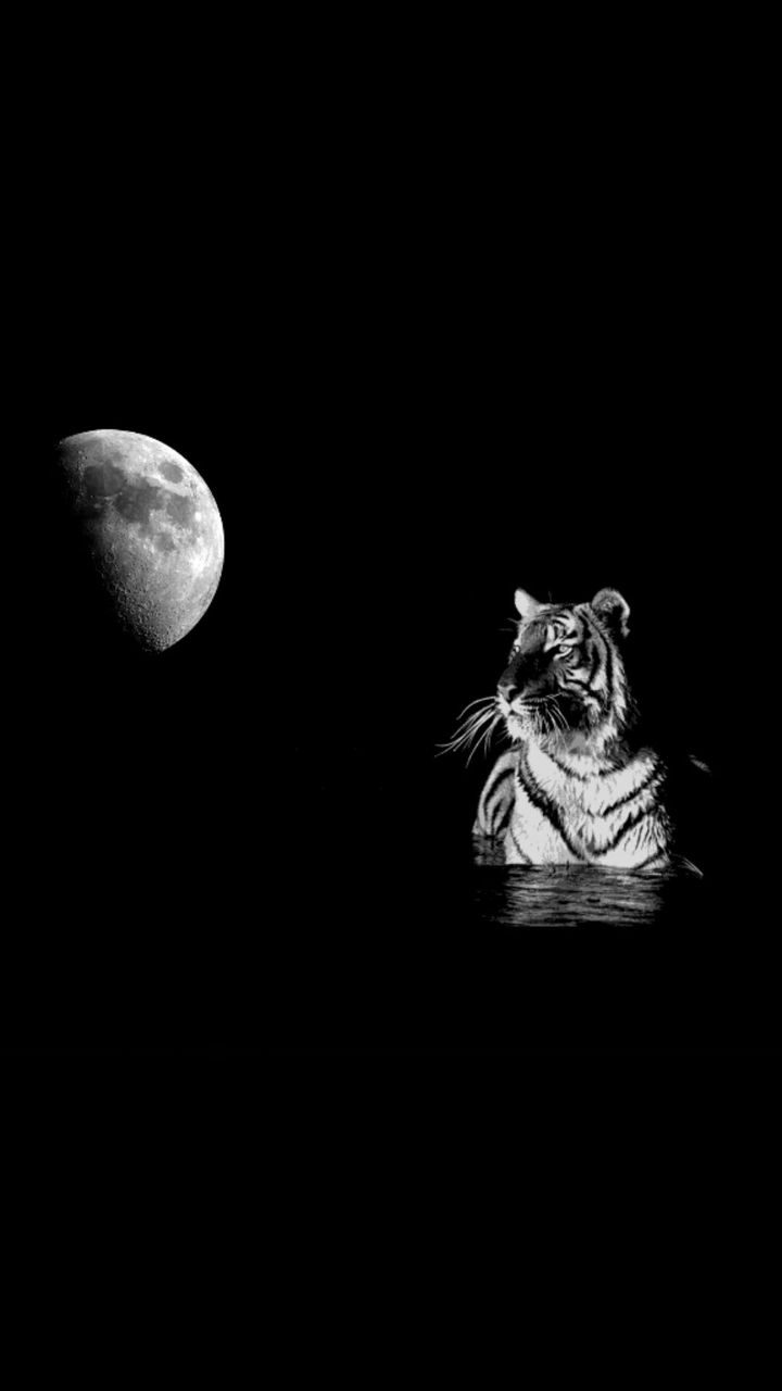Tiger and moon