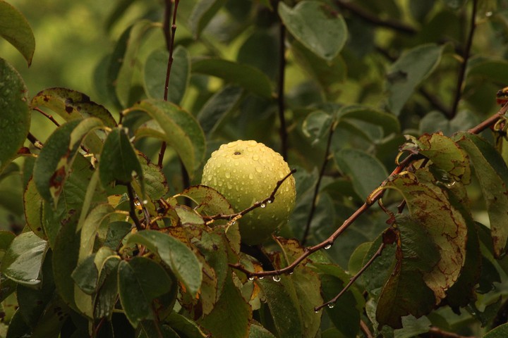 Fruit & Tree ❤