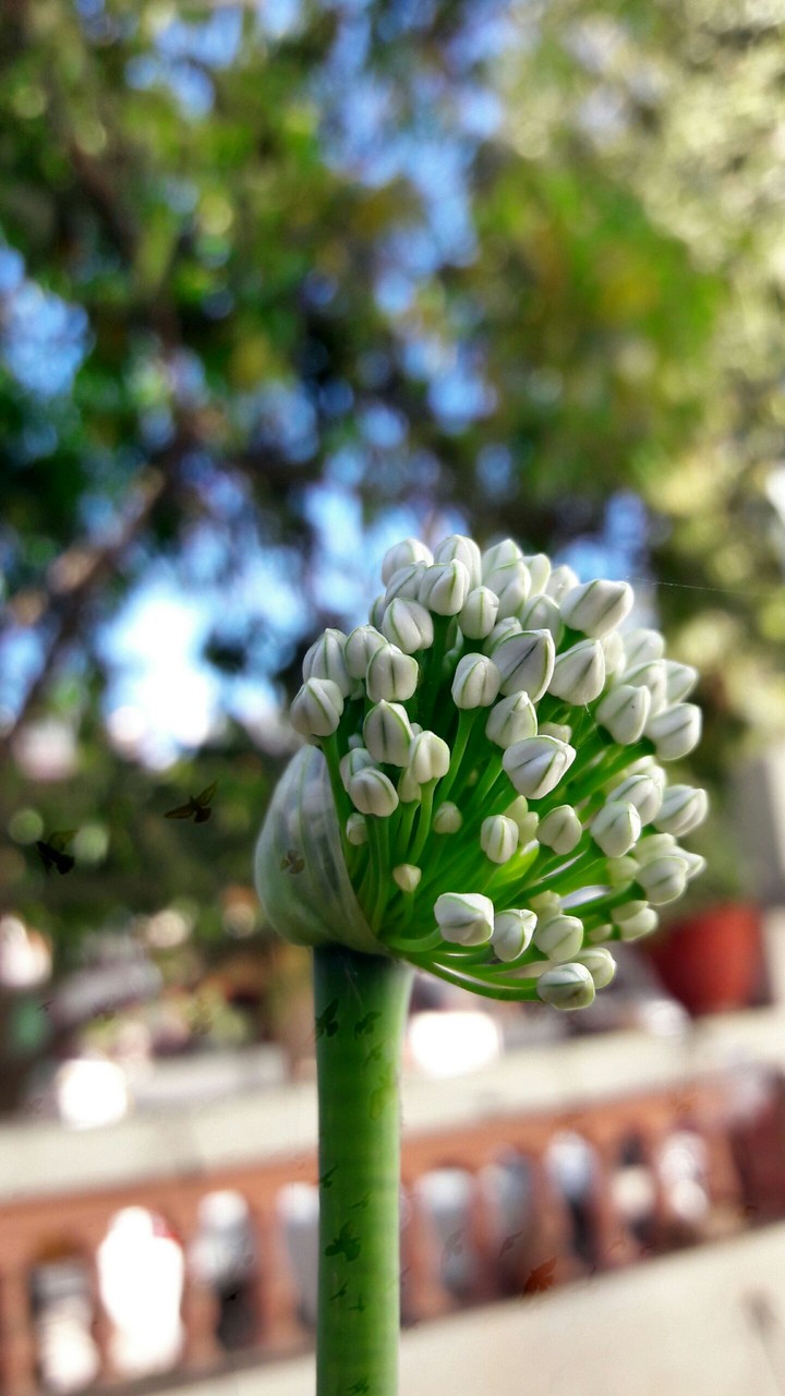 white flowers