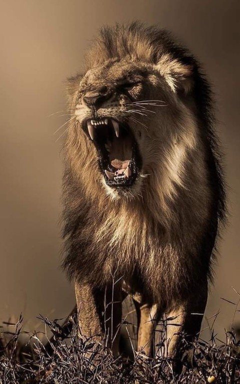 wildlife, carnivores háttérképek