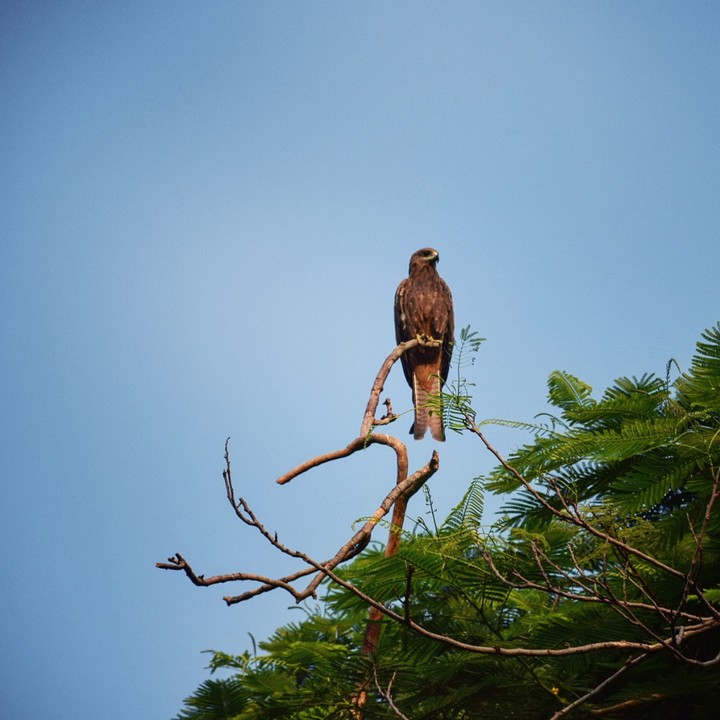 Eagle 