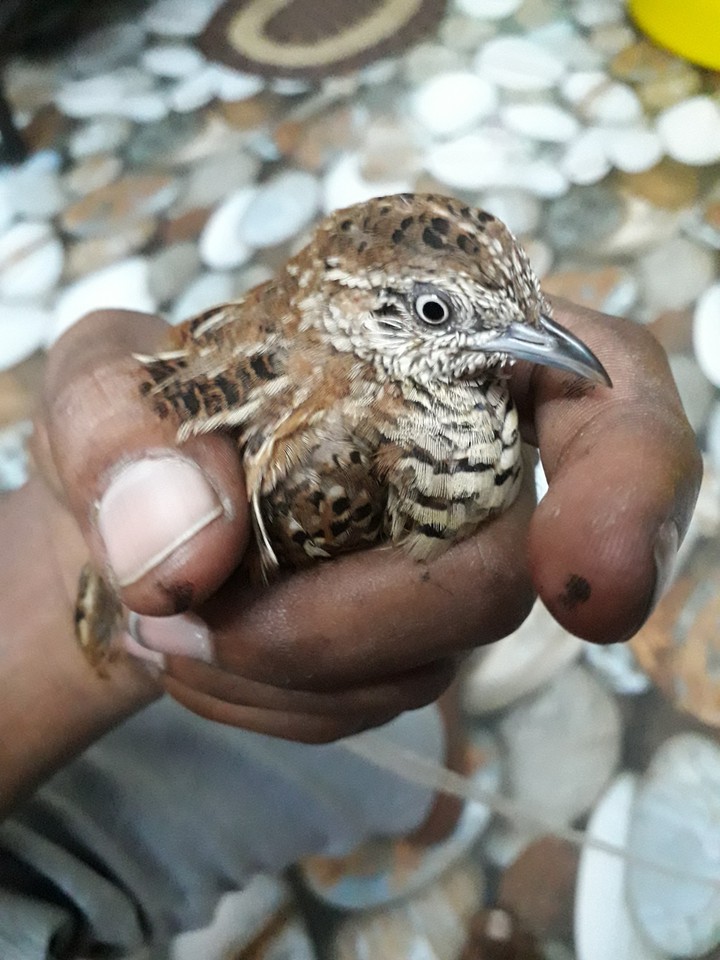 birds  at my home