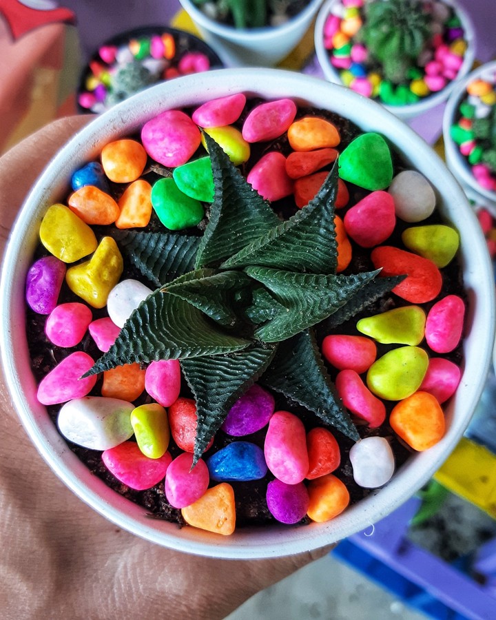 cactus