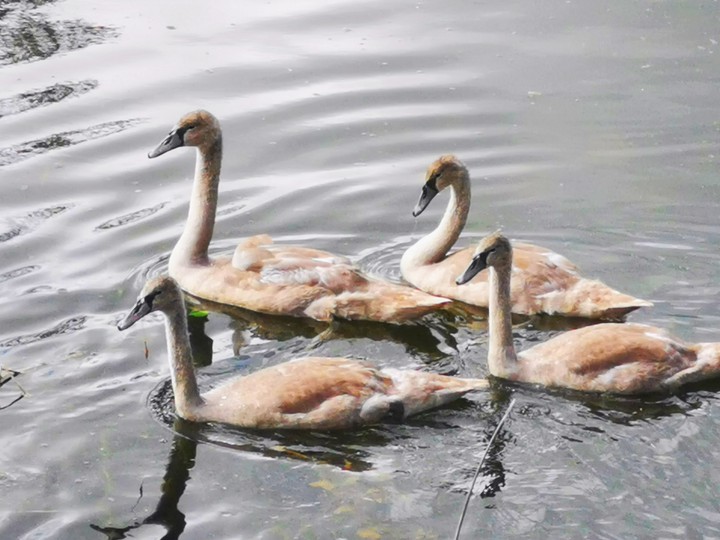 Swans