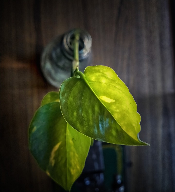 moneyplant