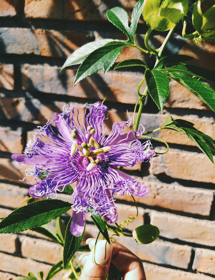 Primavera