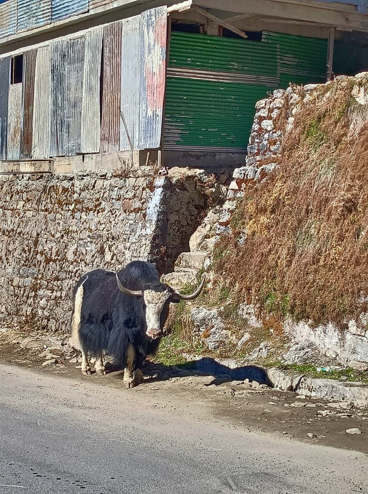 yak