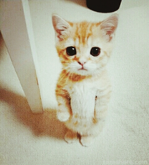 like for cat