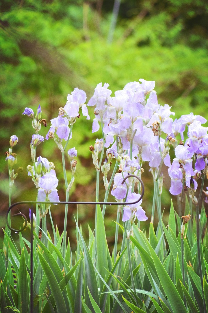 purple irises