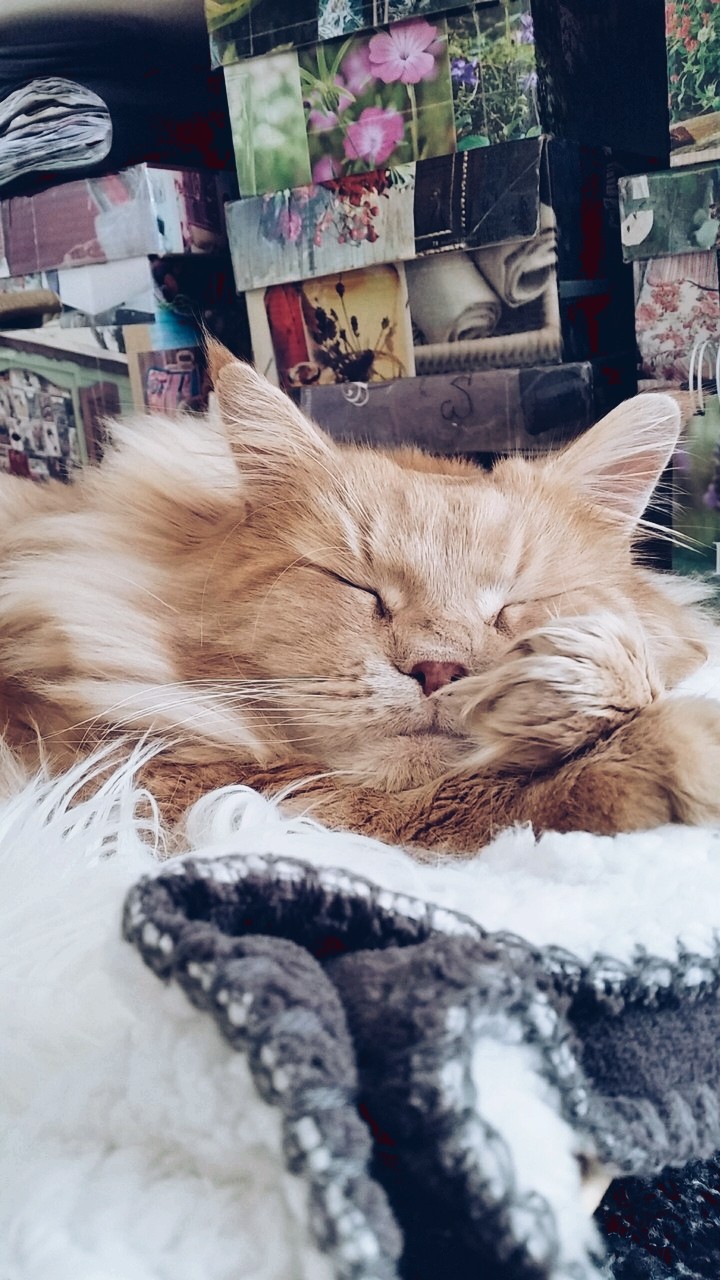 Katze