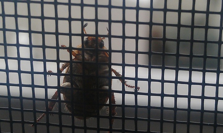 Curious Beetle