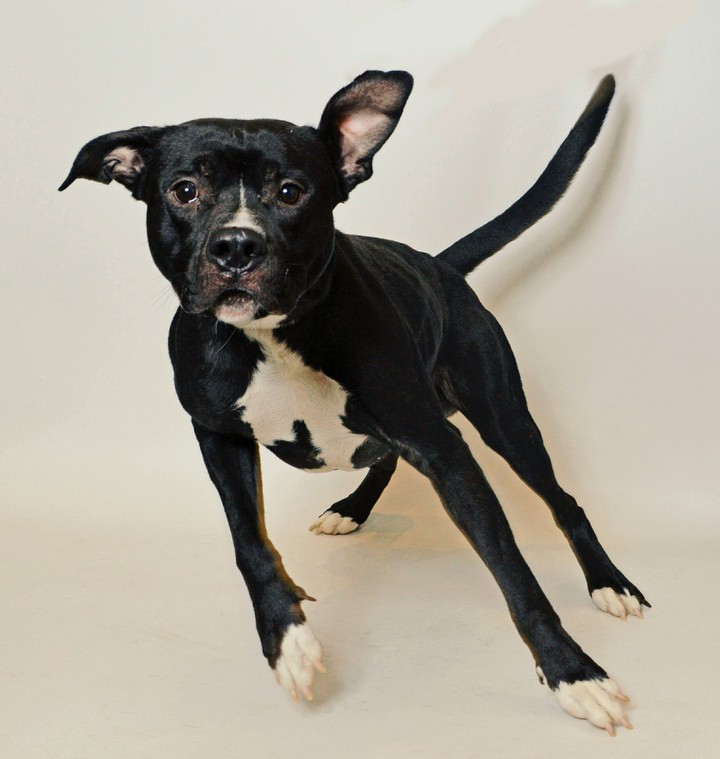 Pit Bull Boy