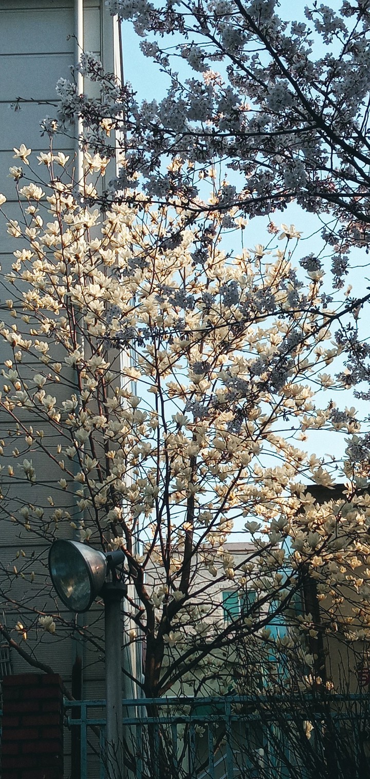 건물사이 목련꽃