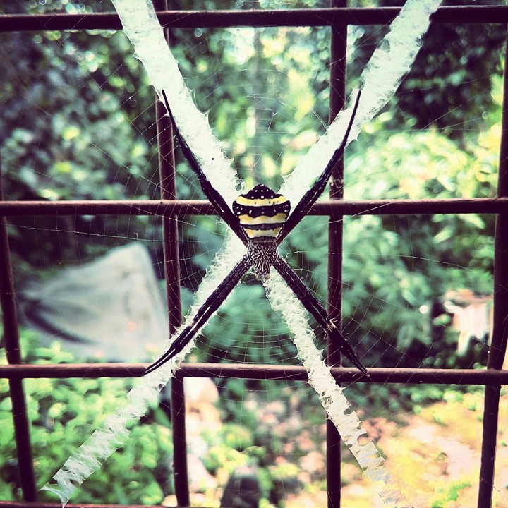 spider