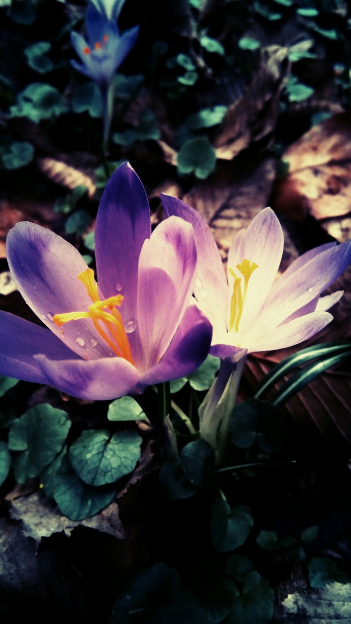 Forest flowers
