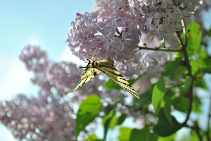 Farfalla #3