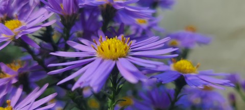 電藍, flower桌布