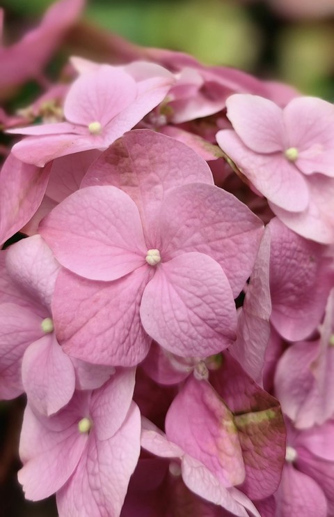 тапети petal, groundcover