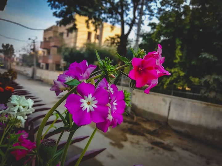 flower