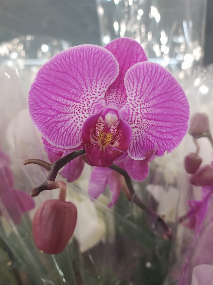 Beautiful orchid