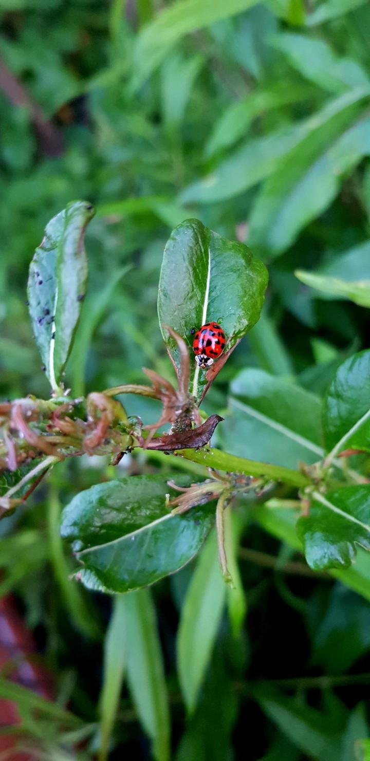 ladybug