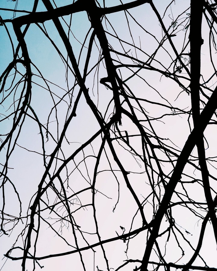 The forever tree