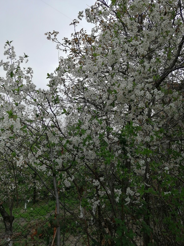 Spring