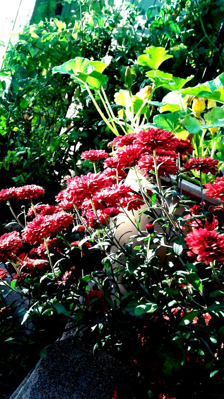 Mystical flower