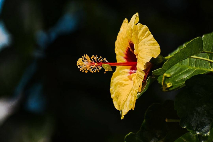 flower