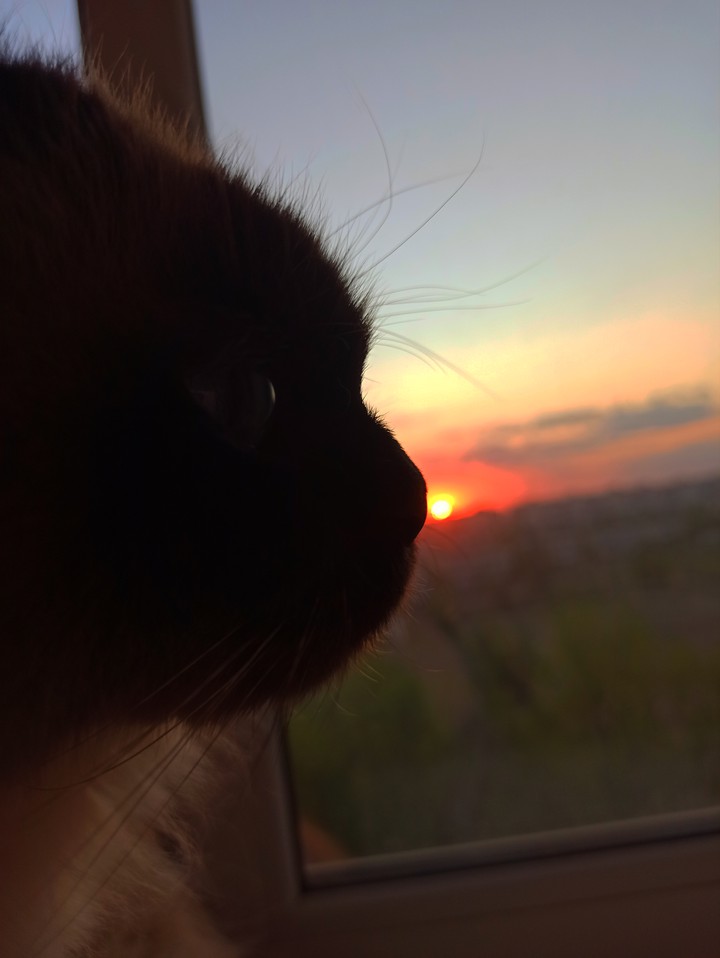 cat