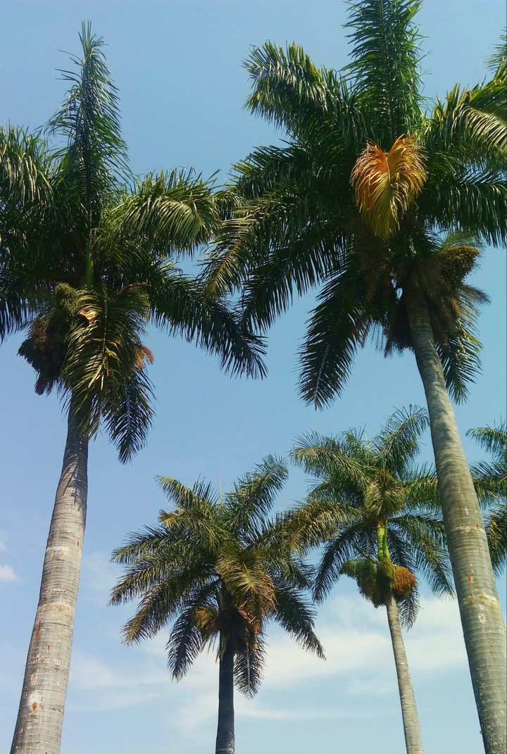 Coqueiros