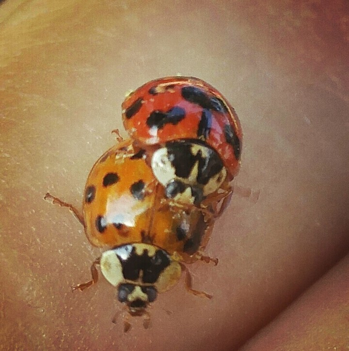 coccinelle