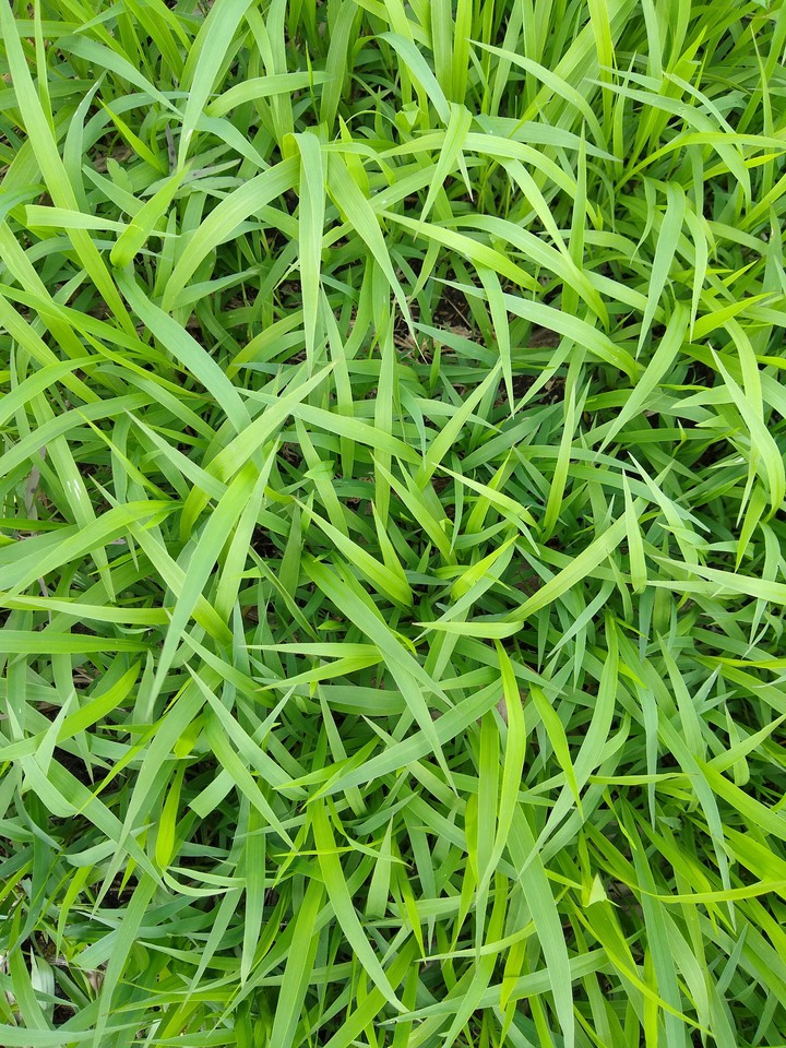 pasto