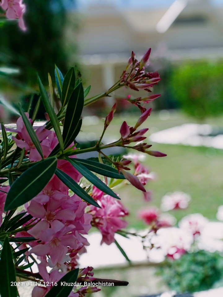 flower
