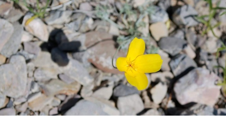 Yellow delight