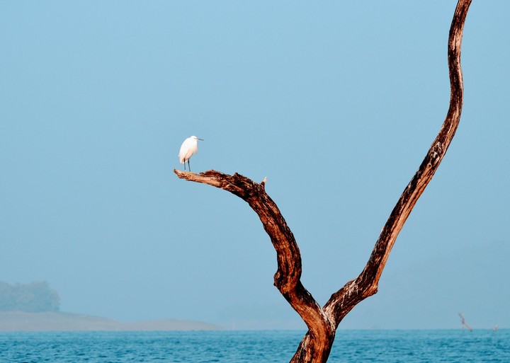 Nature1
